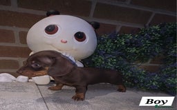 Miniature Dachshund dogs for sale: Kc registered quality mini dachshund puppies - Image 28
