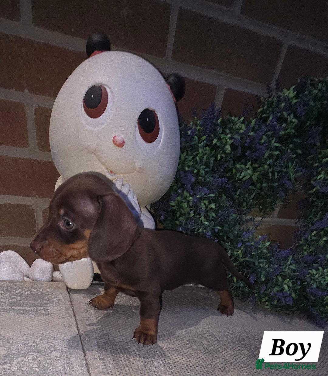 Miniature Dachshund dogs for sale: Kc registered quality mini dachshund puppies - Image 28
