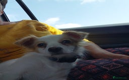 Mixed Breed dogs for adoption: Beautiful and Gentle NIVA - for a Loving Home - Image 2