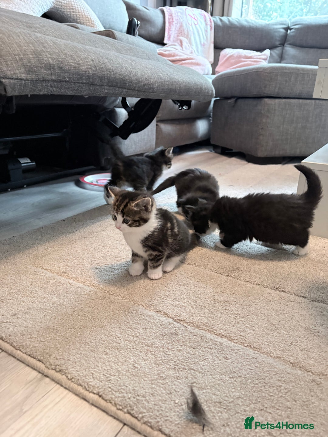 Mixed Breed cats for sale: Beautiful mix breed kittens - Advert 16