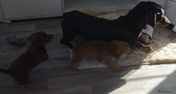Mixed Breed dogs for sale: Beautiful puppy's ready for adoption  - Advert 22