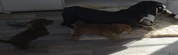 Mixed Breed dogs for sale: Beautiful puppy's ready for adoption  in Salisbury - Advert 1