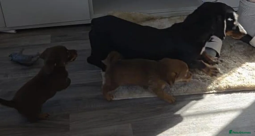 Mixed Breed dogs for sale: Beautiful puppy's ready for adoption  in Salisbury - Advert 1