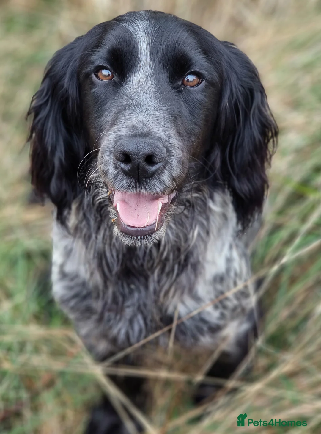 Cocker Spaniel dogs for stud: Blue Roan Cocker Stud  in Alford - Advert 6