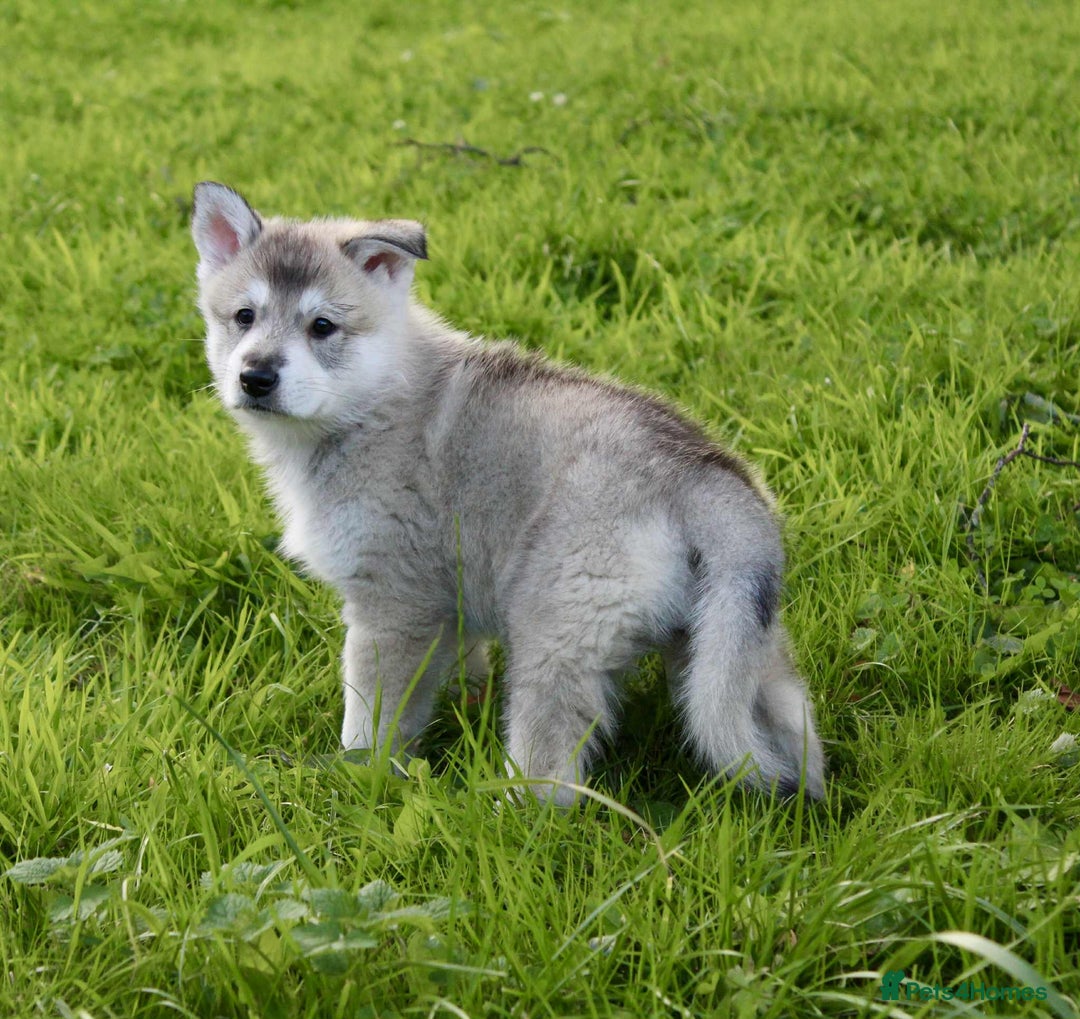 Utonagan dogs for sale: Utonagan  - Image 9