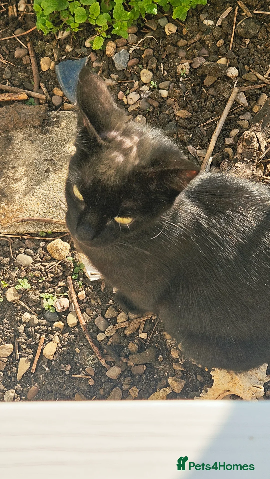 Mixed Breed cats for sale: Stunning and unique kittens - Advert 2