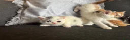 Perdoll cats for sale: Persian x Ragdoll kitten  - Advert 4