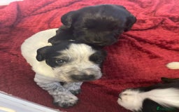 Cocker Spaniel dogs for sale: Working cocker spaniels - Image 18