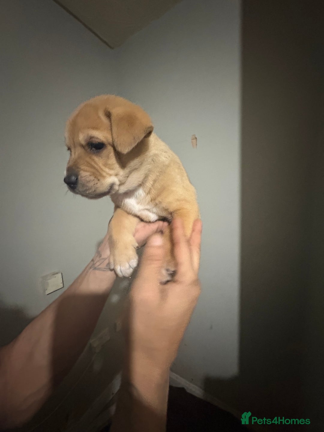 Mixed Breed dogs for sale: american akita  - Advert 16