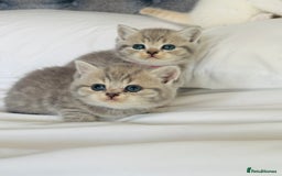 British Shorthair cats for sale: British short hair kittens  - Image 35