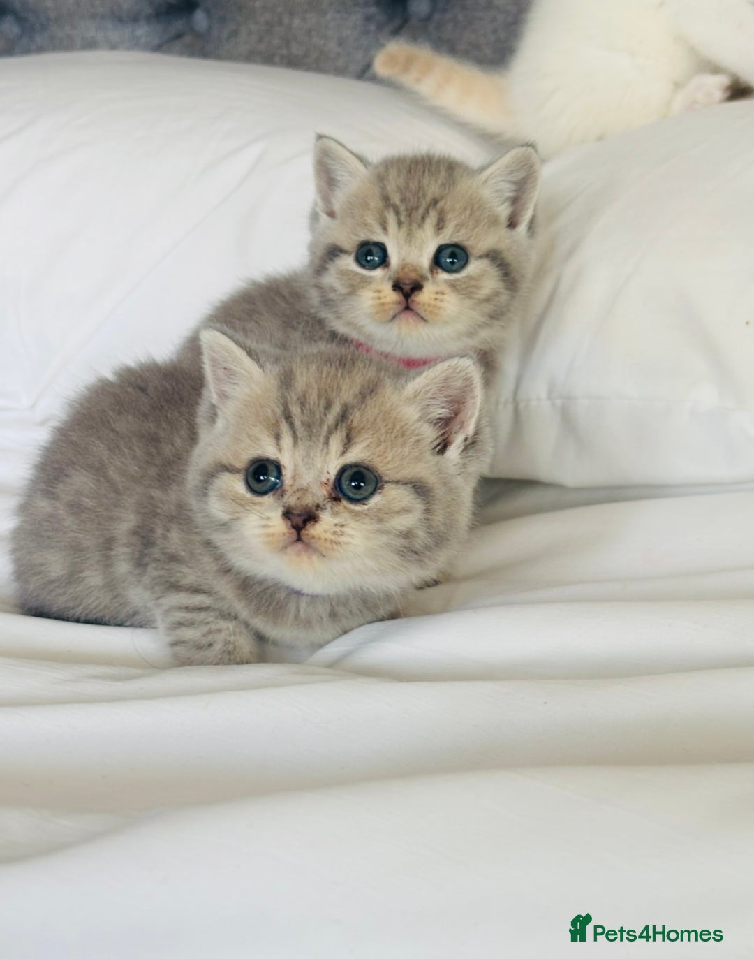 British Shorthair cats for sale: British short hair kittens  - Image 35
