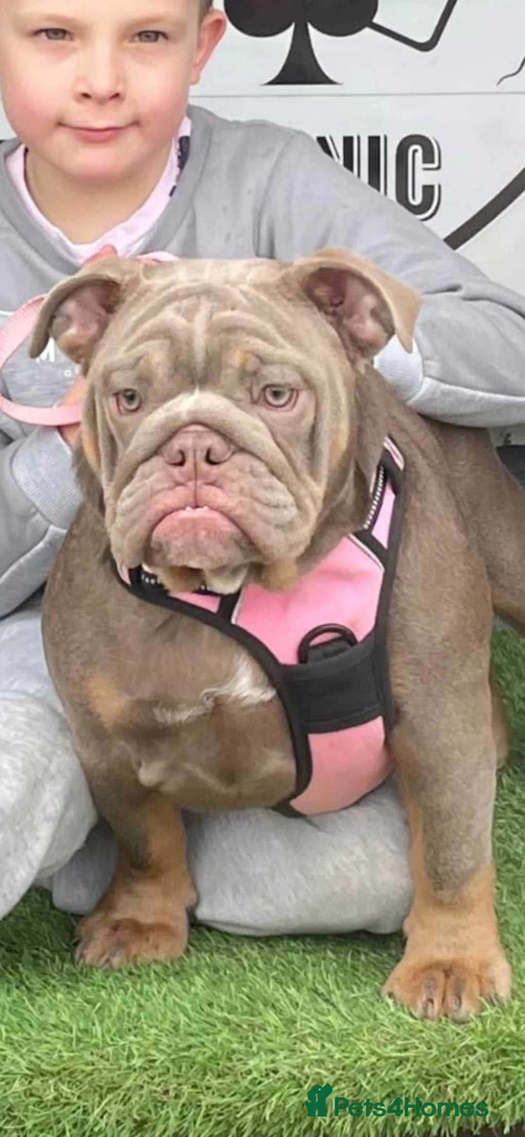 English Bulldog dogs for sale: Stunning English bulldog puppies - Advert 2