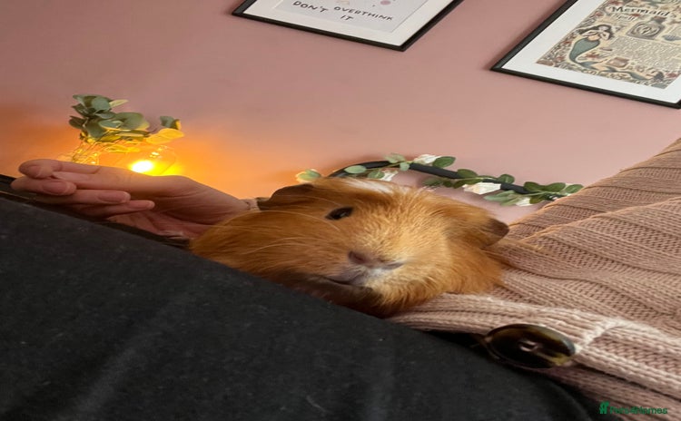 Guinea Pig rodents - Advert 1