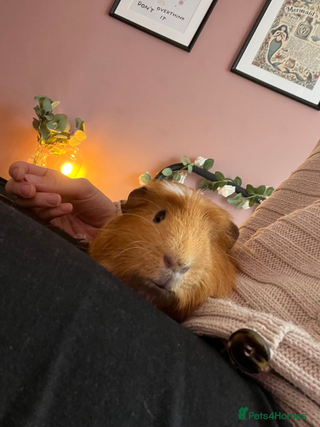 Guinea Pig rodents for sale: 2x male Guinea pigs for sale - Image 1