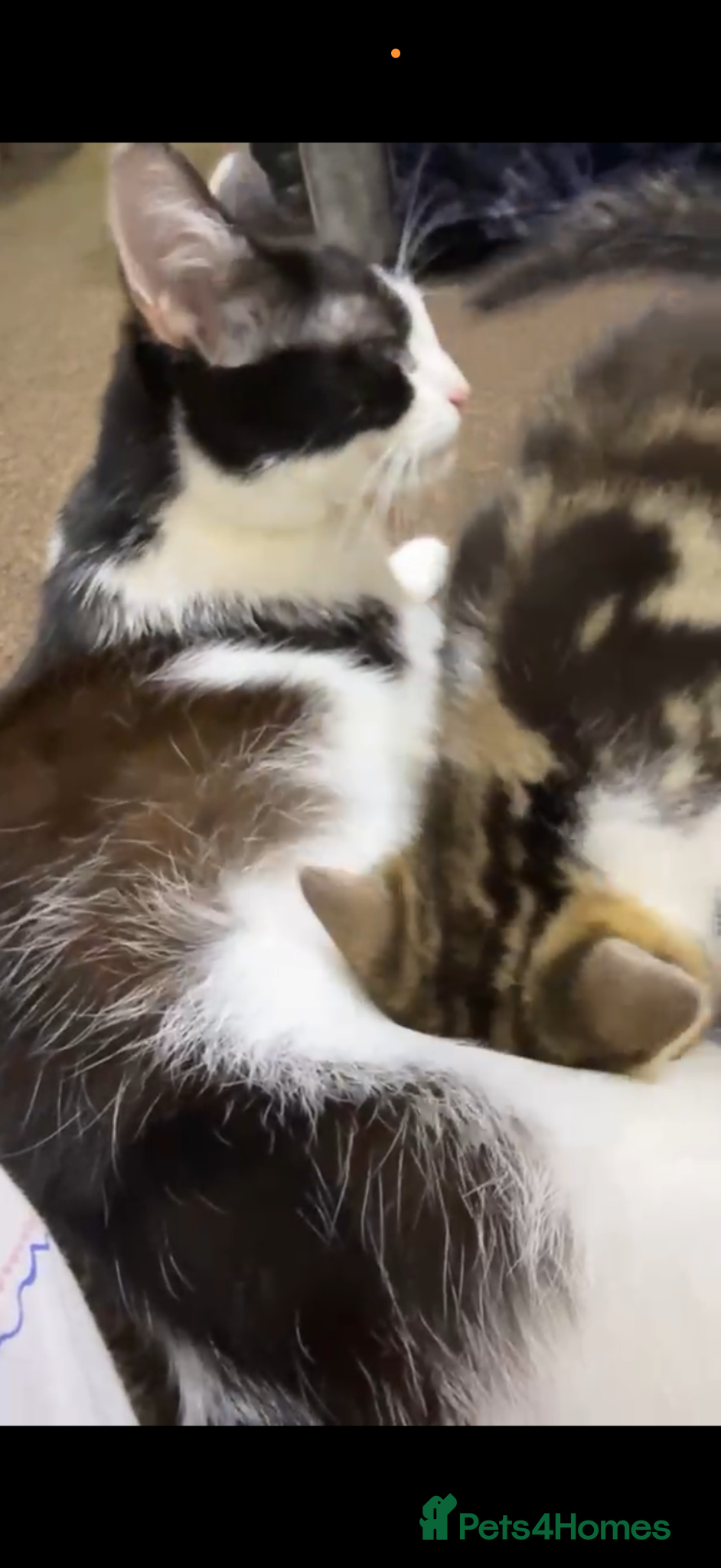 American Shorthair cats for sale: Beautiful Kitten - Advert 3