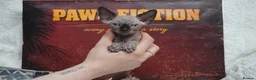 Sphynx cats for sale: Blanket Loving Canadian Sphynx in Manchester - Advert 18