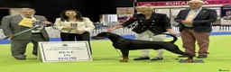 Dobermann dogs for sale: CH & Sport- KC Reg - FULLY HEALTH & Heart - Advert 1
