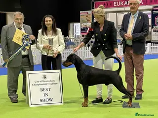 Dobermann dogs CH & Sport- KC Reg - FULLY HEALTH & Heart - Advert 1