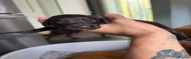 Sprocker 8 