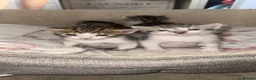 Bengal cats for sale: Beautiful Bengal X Kittens  - Advert 12
