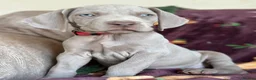 Weimaraner dogs for sale: 🐾Ready Now KC REG SILVER WEIMARANER PUPPIES 🐾 - Advert 17