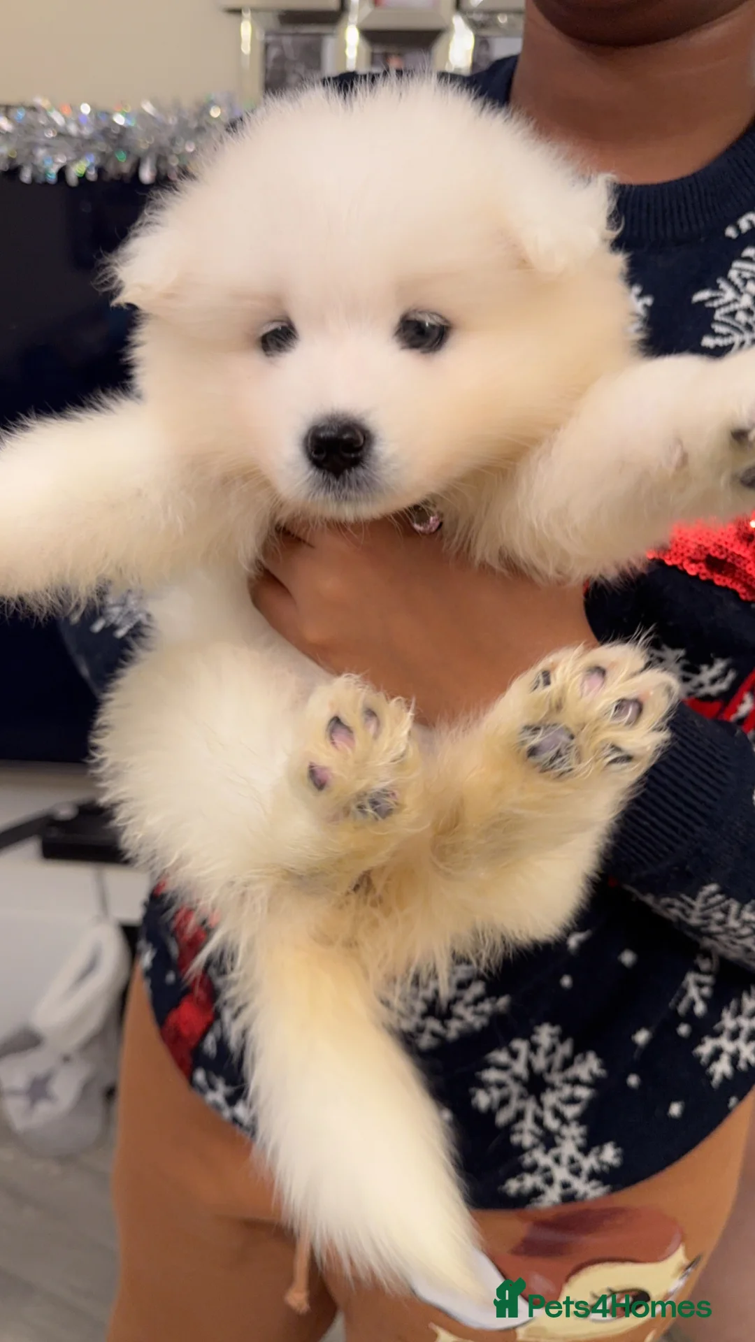 Samoyed dogs for sale: NOW VACCINATED AND CHIPPED Last pup remains ❤️ - Advert 19