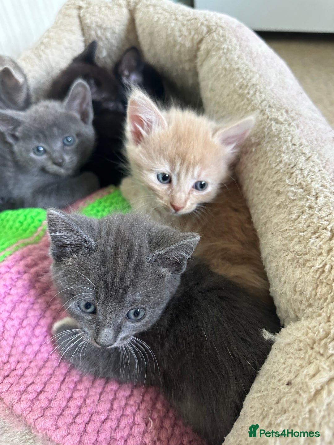 Mixed Breed cats for sale: Beautiful litter off kittens  - Image 20