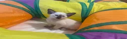 Siamese cats for sale: Siamese kittens - Advert 3