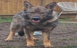 German Shepherd dogs for sale: Chunky German Shepherd Working Line Puppies  - Image 11