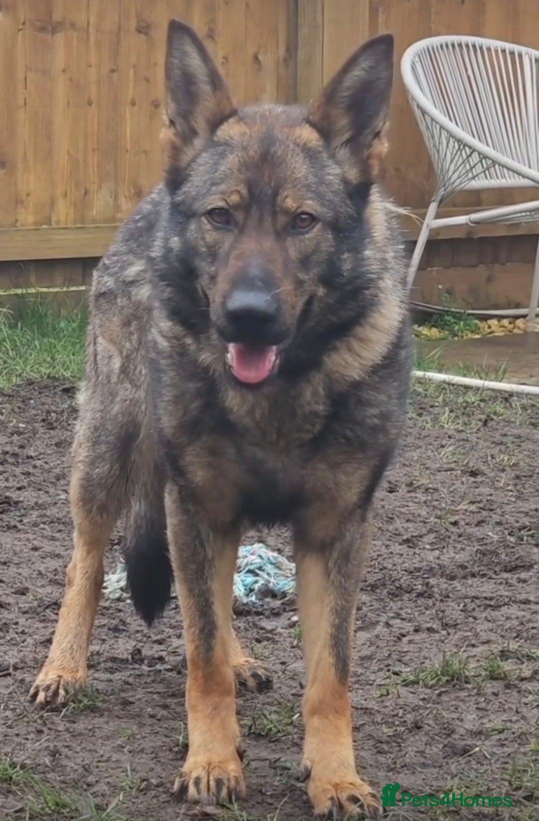 German Shepherd dogs for sale: Chunky German Shepherd Working Line Puppies  - Image 11