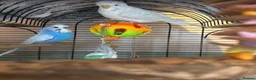 Budgerigars birds for sale: 2x budgie bird - Advert 4