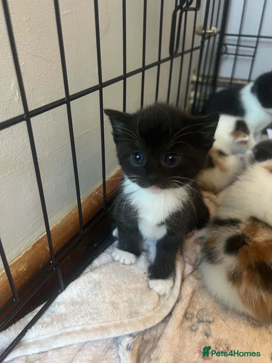 Scottish Fold cats for sale: Last little girl ready to go now 💕 - Advert 8