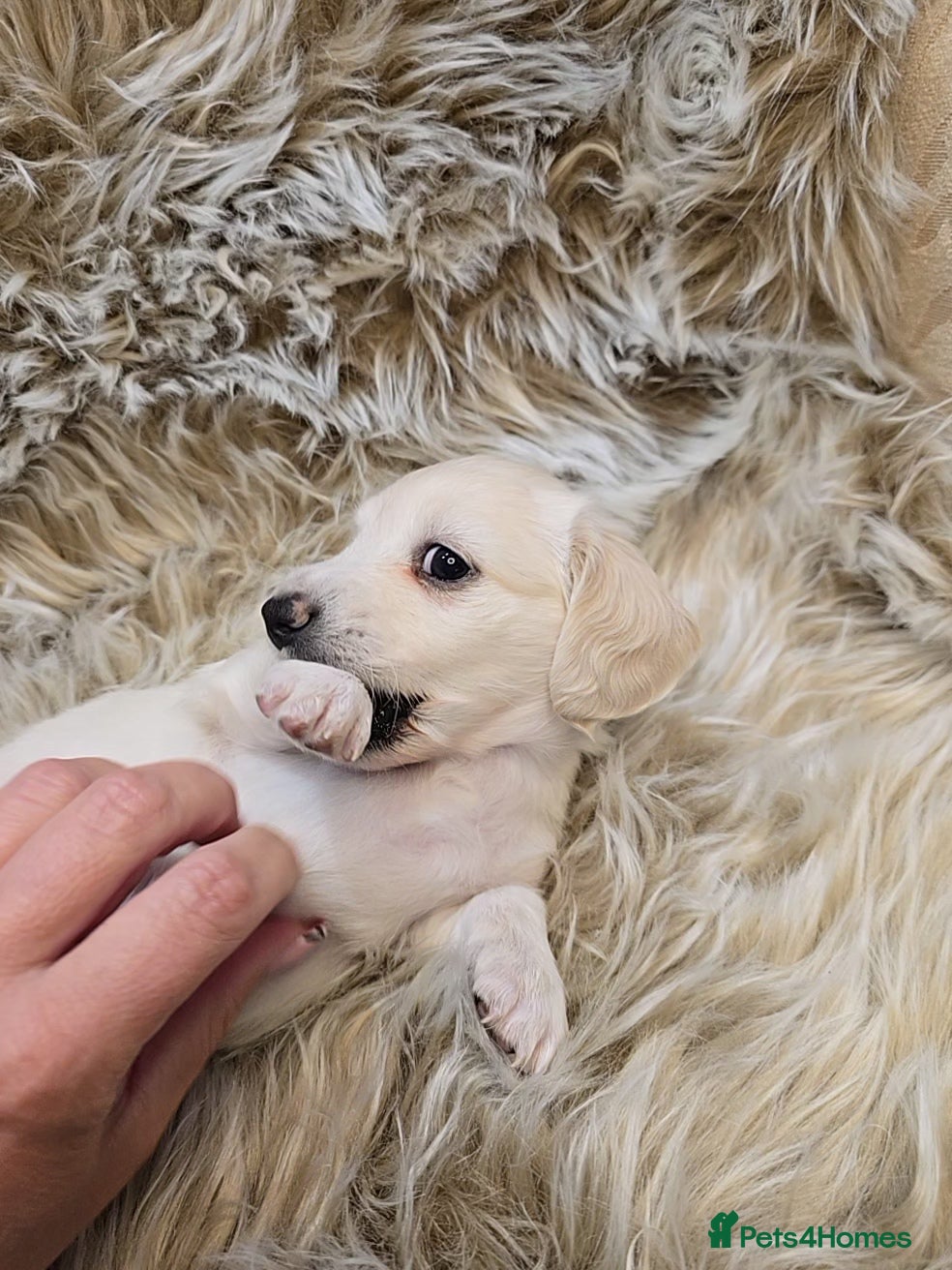 Miniature Dachshund dogs KC registered cream longhair miniature dachshund  - Advert 2