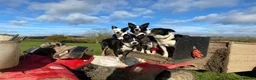 Mixed Breed dogs for sale: Kelpie x collies  in York - Advert 1