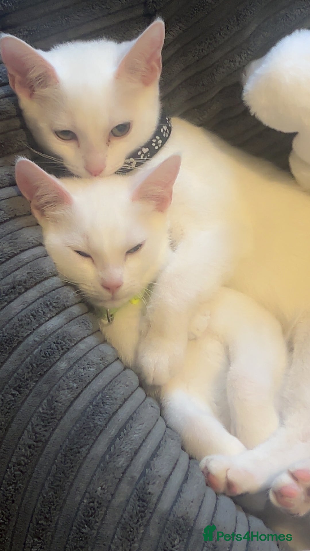 Mixed Breed cats for sale: Kittens  - Advert 10