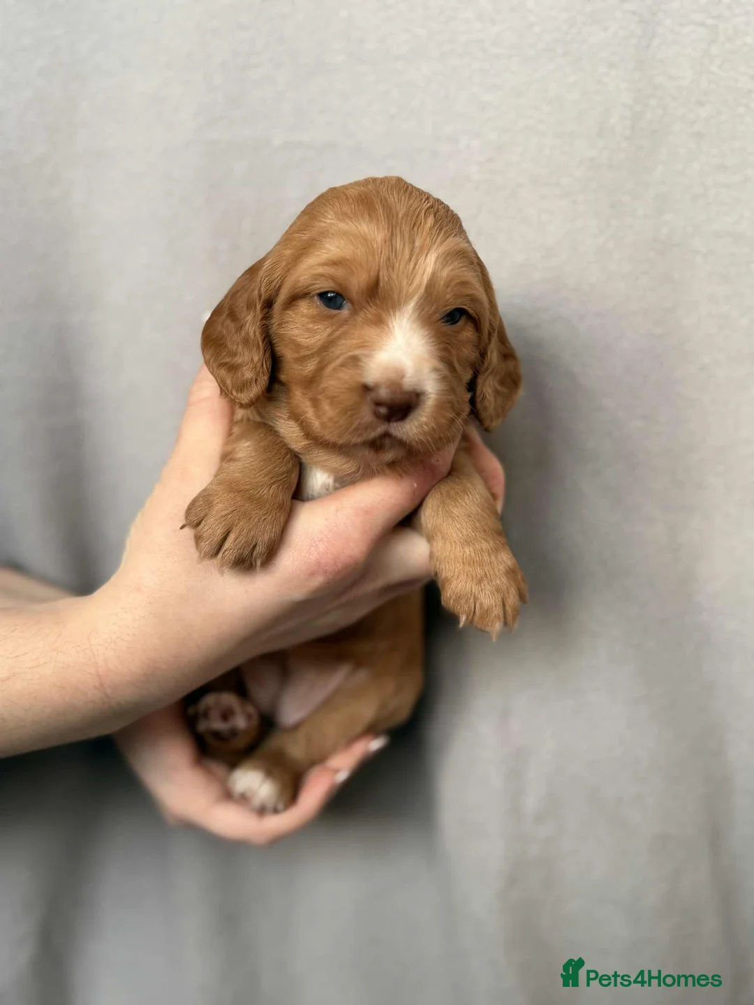 Cocker Spaniel dogs for sale: 🐶🐾 Exceptional Working Cocker Spaniel Puppies 🐾 - Advert 35