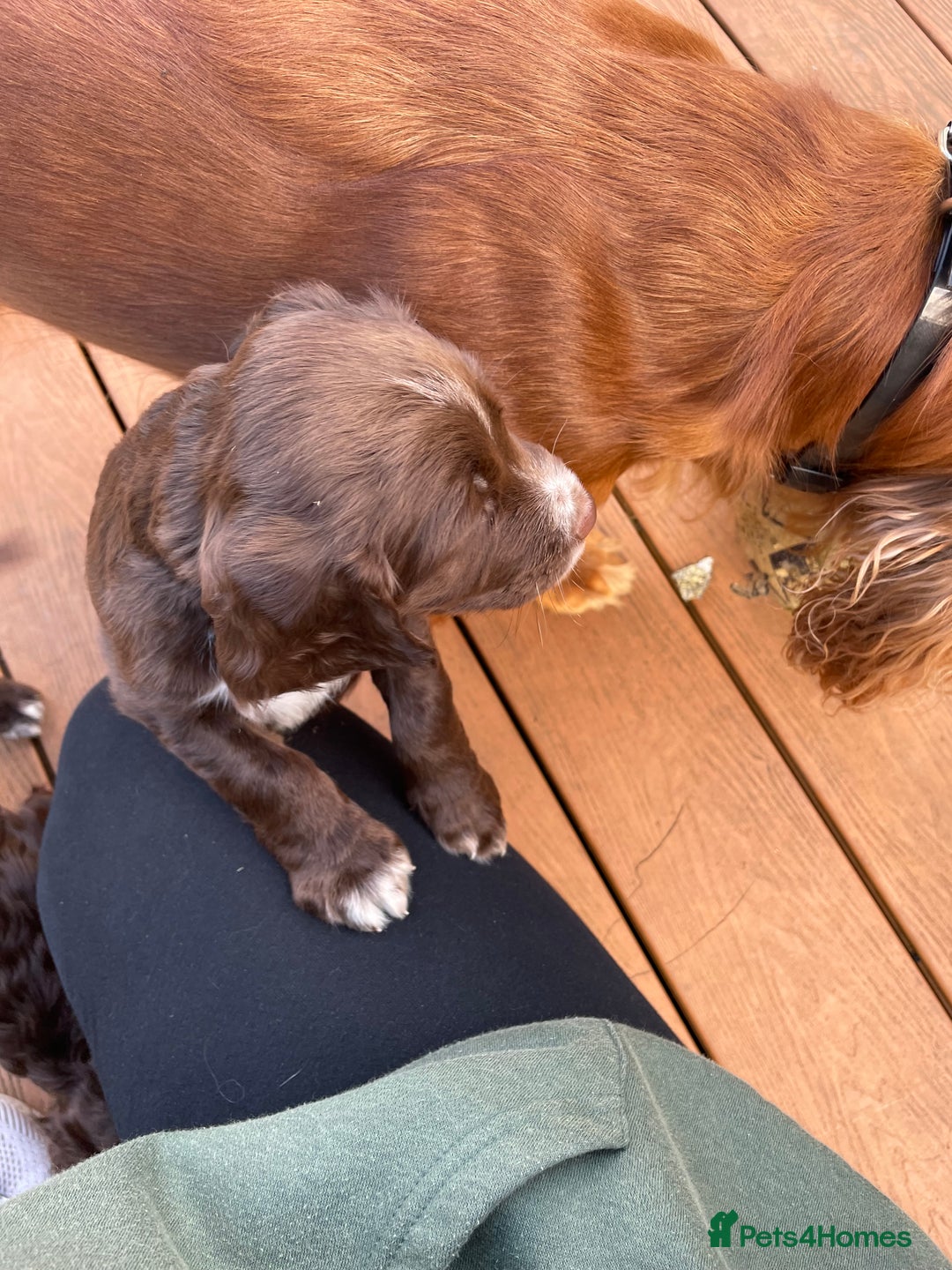 Cocker Spaniel dogs for sale: Adorable working cocker spaniel puppies  - Image 5