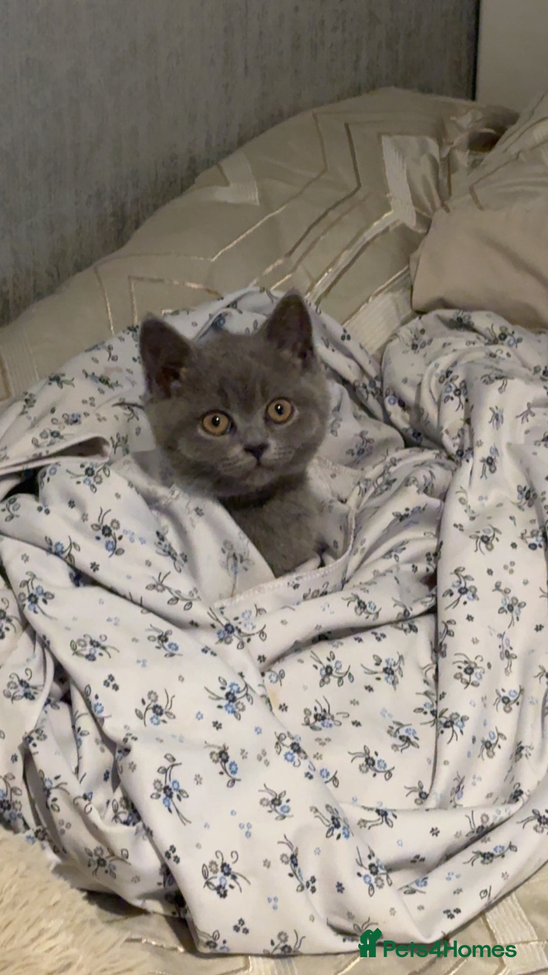 British Shorthair cats for sale: British shorthair kitten boy  - Advert 2