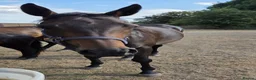English Thoroughbred horses for sale: Stunning 4yr old Thoroughbred Mare  - Advert 8