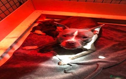 Mixed Breed dogs for sale: American bull staff - Image 17