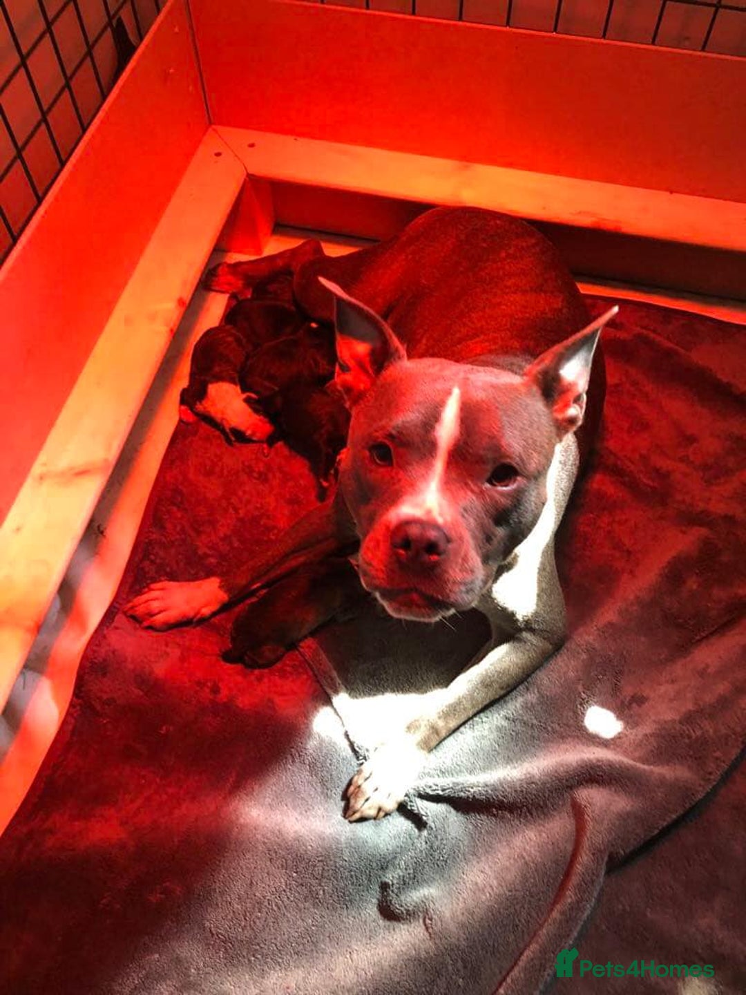 Mixed Breed dogs for sale: American bull staff - Image 17