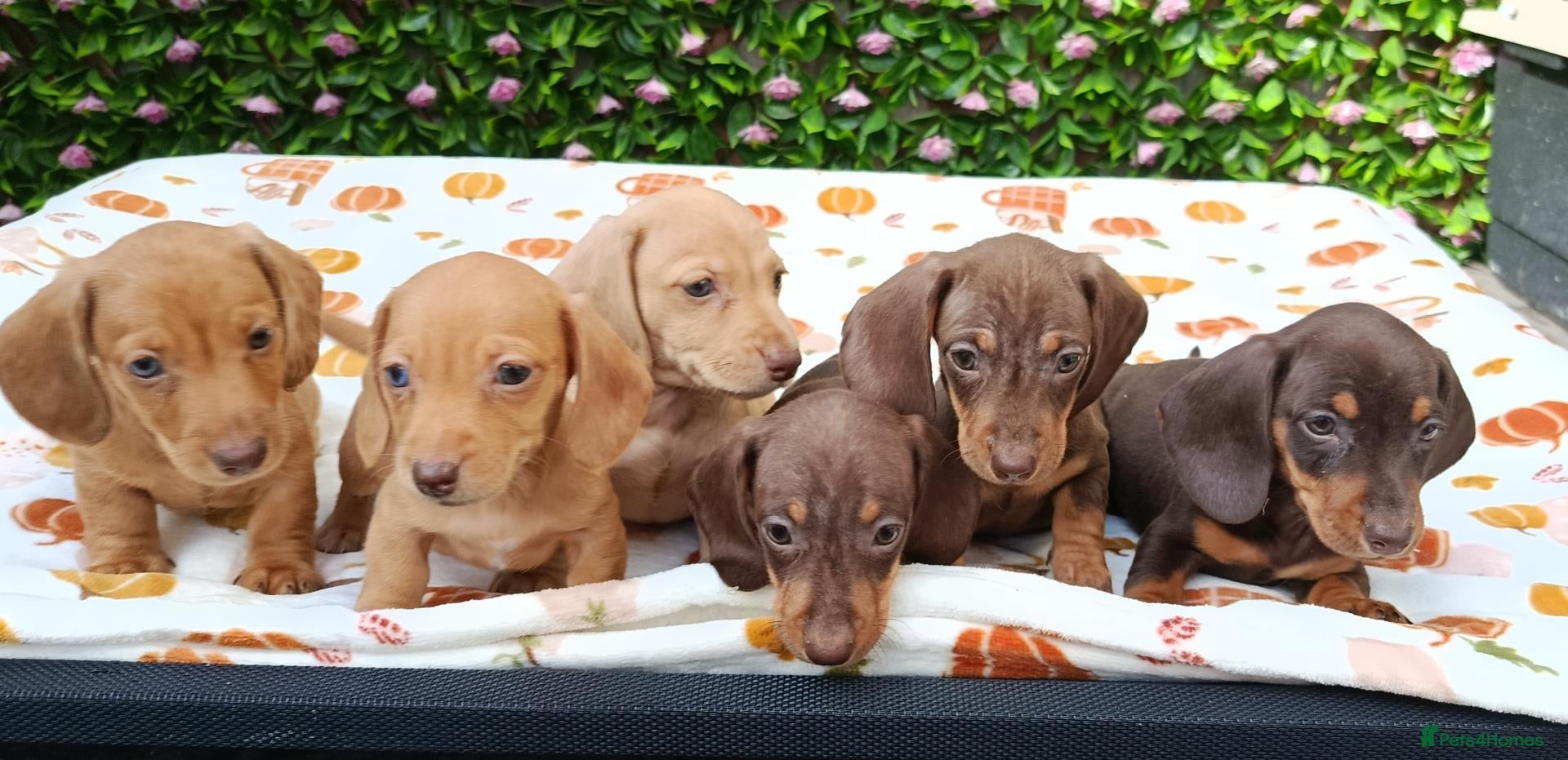 Miniature Dachshund dogs MINI DAXI KC REG PRA CLEAR - Advert 2