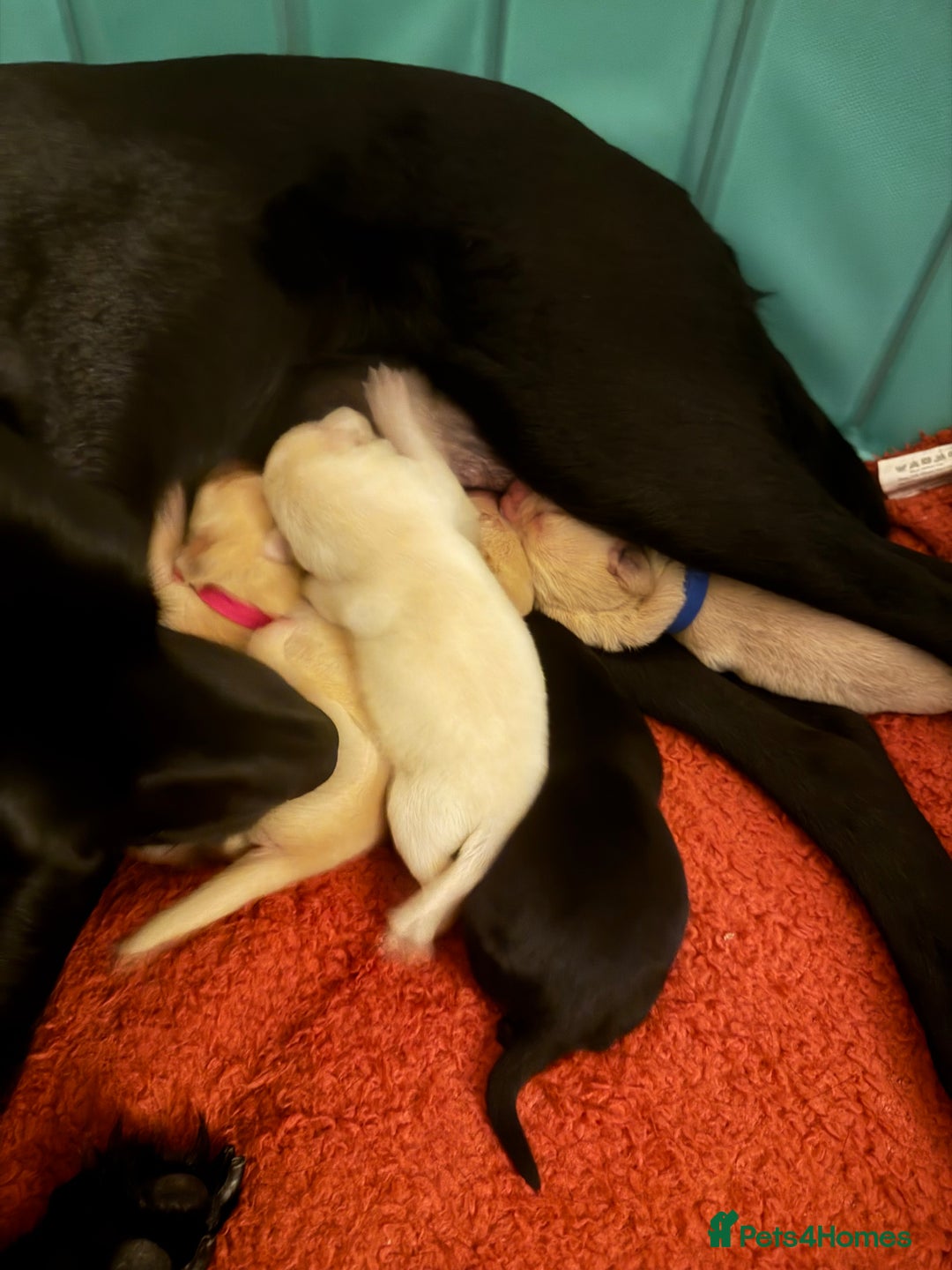 Labrador Retriever dogs for sale: 6 Sweet Labrador Puppies  - Advert 23