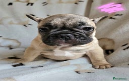 French Bulldog dogs for sale: 4 BEAUTIFUL french bulldog puppies from KC parents - Image 3