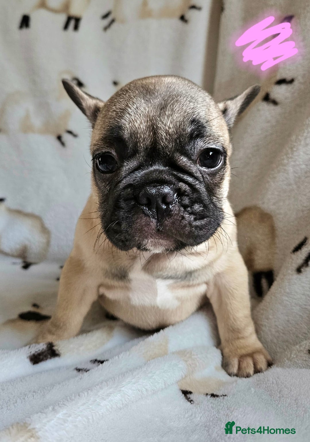 French Bulldog dogs for sale: 4 BEAUTIFUL french bulldog puppies from KC parents - Image 3