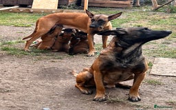 Belgian Shepherd Dog dogs for sale: Malinois puppies. Mother FCI/Father working dog - Image 6