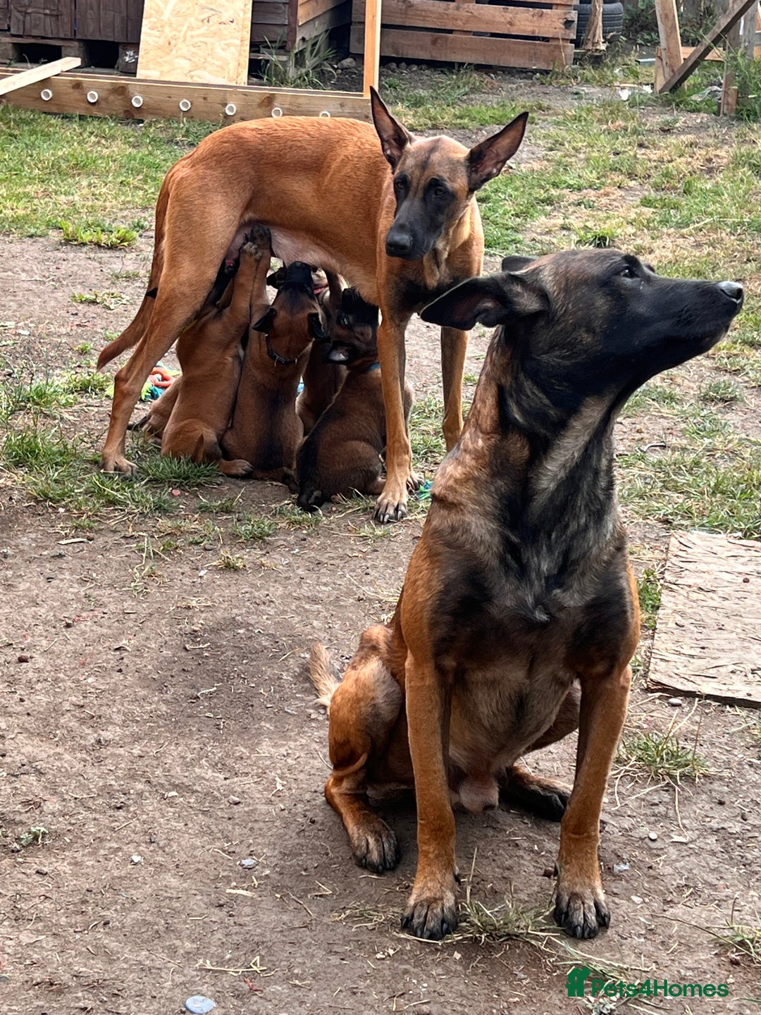 Belgian Shepherd Dog dogs for sale: Malinois puppies. Mother FCI/Father working dog - Image 6