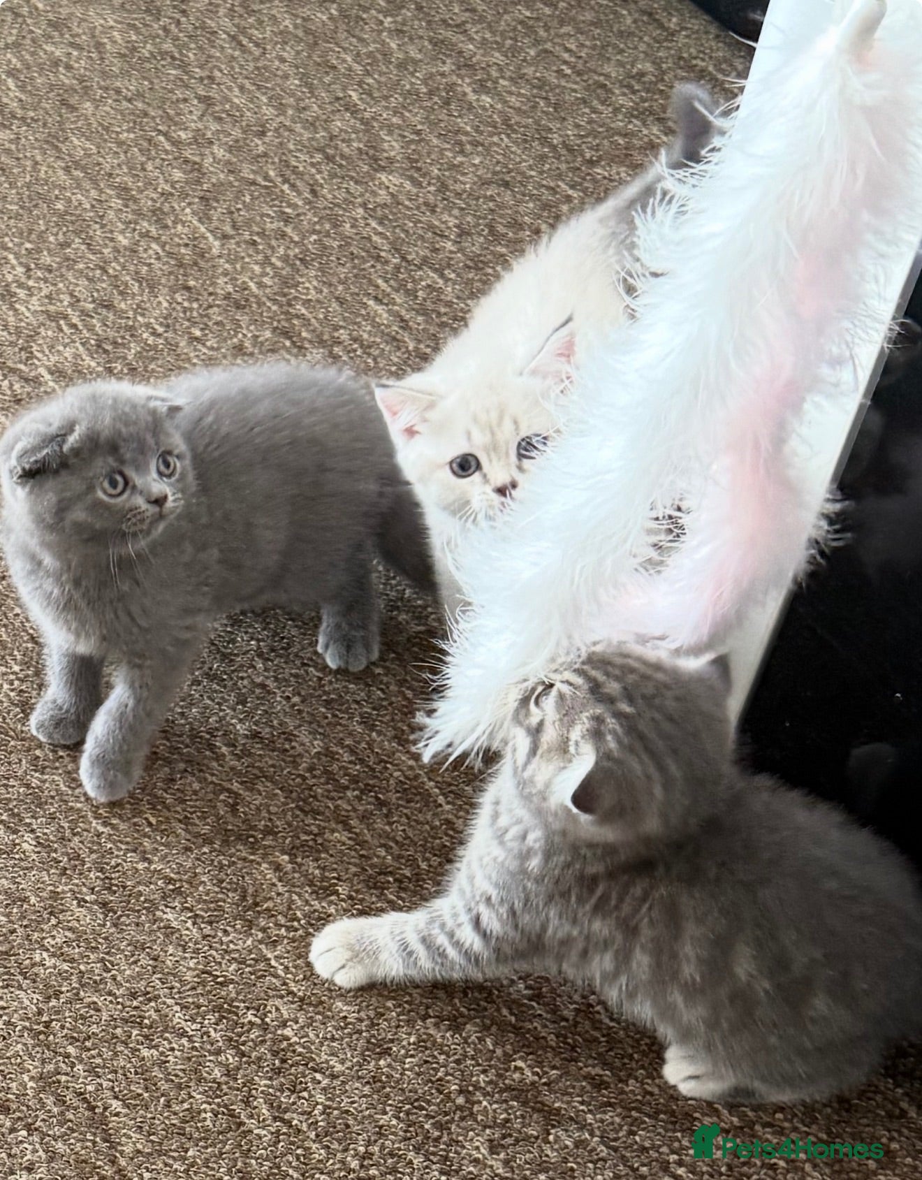 Scottish Fold cats 5 Beautiful Scottish Fold & straight Kittens - Advert 3