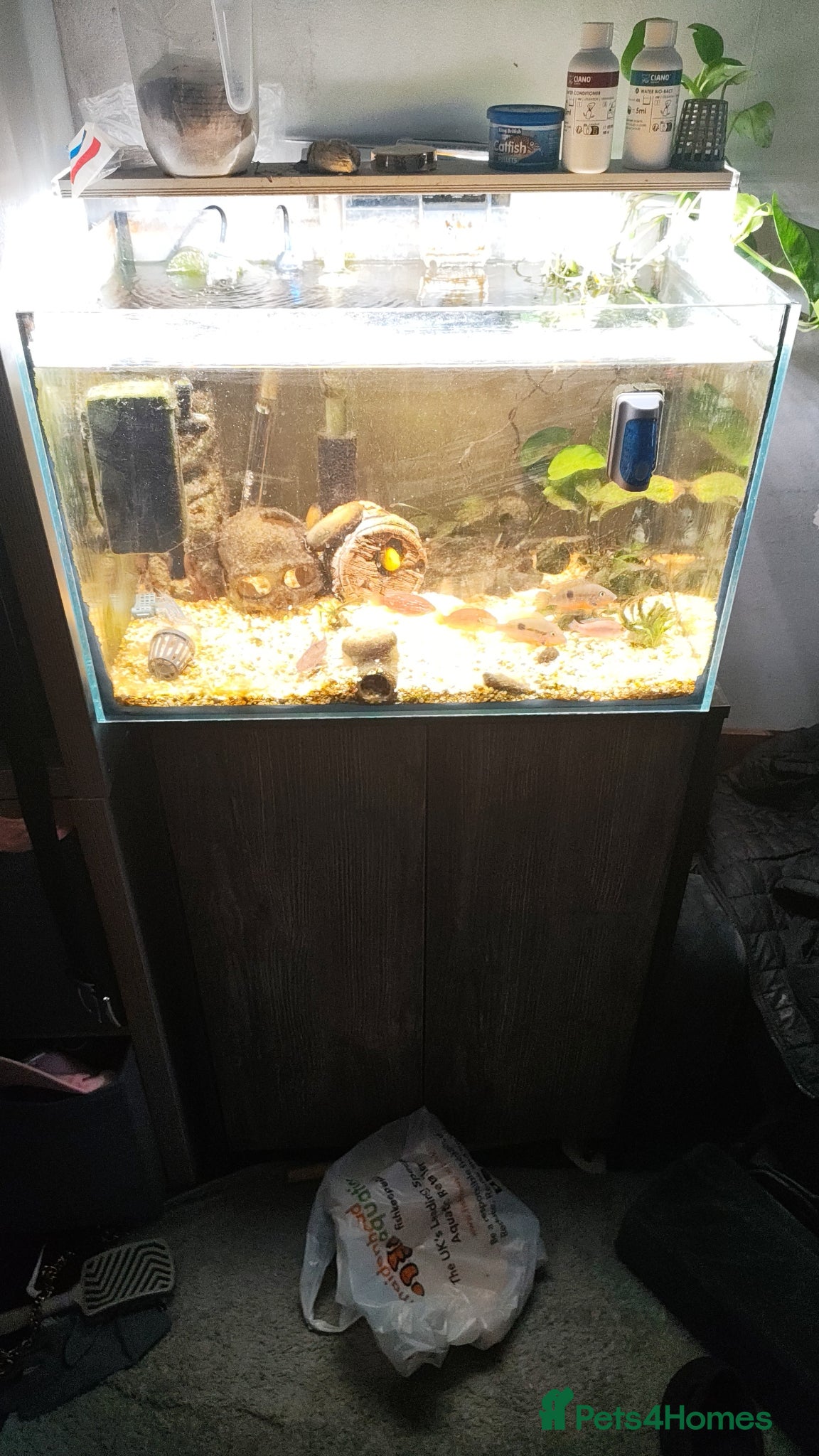 Lobsters fish Fish tank  - Advert 1