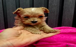 Maltipoo dogs for sale: Tiny Maltipoo Puppies for  sale - Image 1